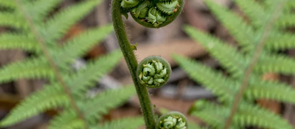 Photographing Ferns Before They Unfurl
